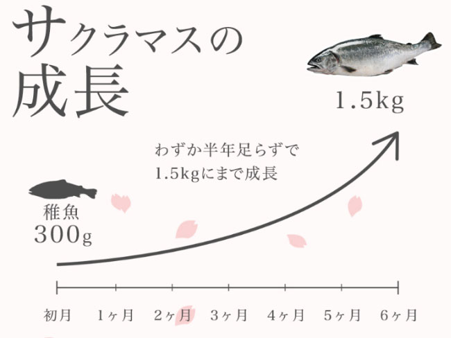 サクラマスの成長を表すグラフ。一月300gだったものが5月には1.5kgにも成長する